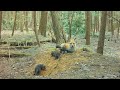 Mom Red Fox Calls Her Cute Pups Out Of The Den For The First Time
