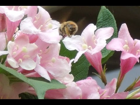 "Favus Distillans" - Storia delle Monache Carmelitane di Ravenna