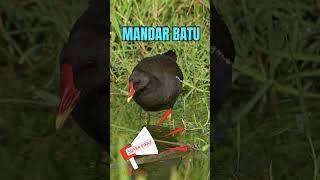 Download lagu PIKAT Suara MANDAR BATU #shorts #wantarakicau mp3 Download lagu PIKAT Suara MANDAR BATU #shorts #wantarakicau mp3