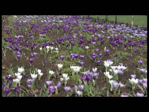Lambley Nursery and Gardens