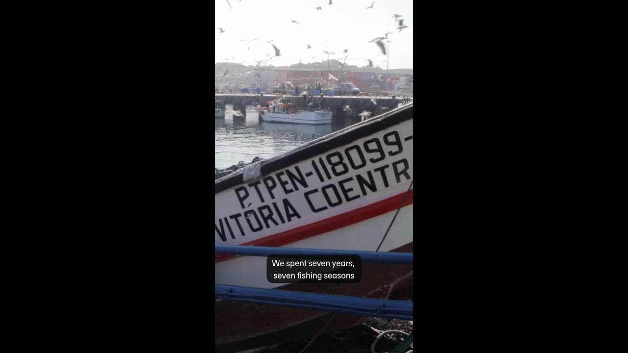 From collapse to comeback: Iberian Sardines