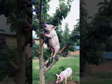 Funny pig 🤣🤣🤣🤣