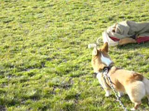 まめたろうの記録20040319 162912