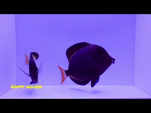 Hybrid Achilles Tang