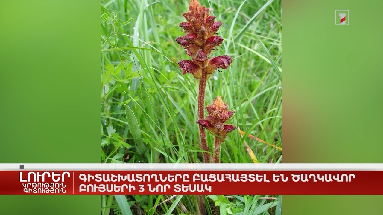 Գիտաշխատողները բացահայտել են ծաղկավոր բույսերի 3 նոր տեսակ