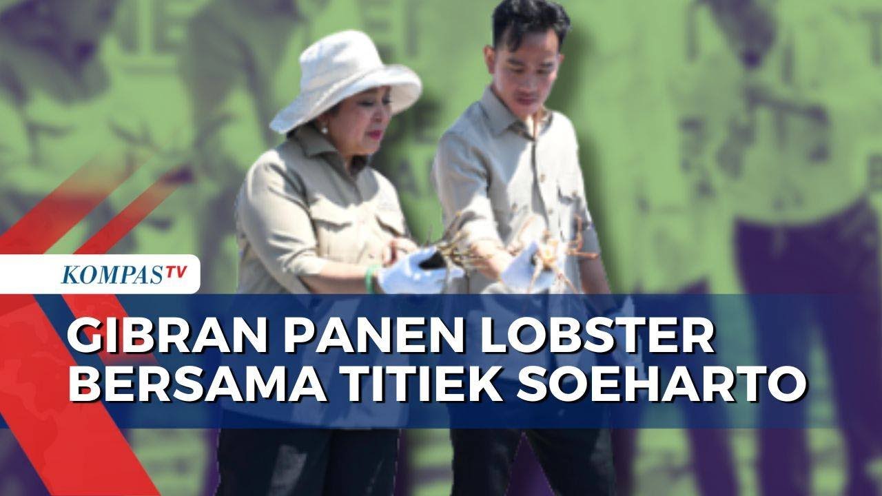 Momen Wapres Gibran Panen Lobster Bersama Titiek Soeharto di Batam