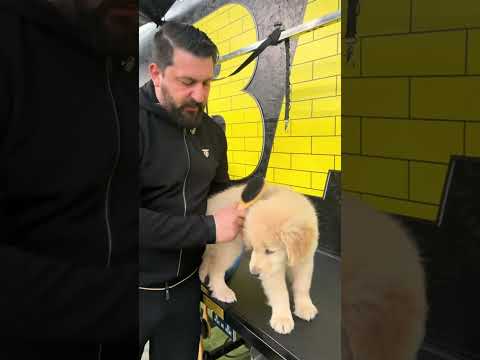 CUCCIOLO DI GOLDEN RETRIEVER MORDE I PROPRIETARI - PERICOLO O NO?