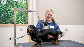 Inside the Salon: Meet Brandy | Petco Grooming Team
