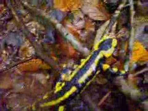 Lurchi the Salamander