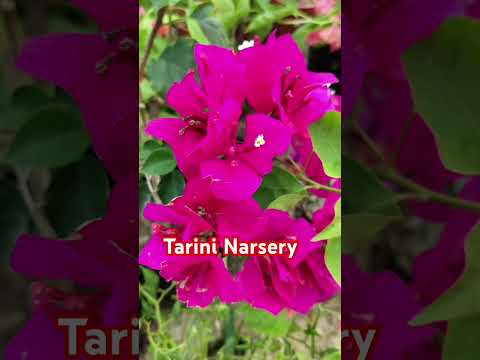 tarini Narsery #garden #habiscusplant #gardening #nature #plants