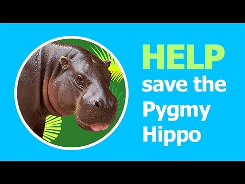 Help save the Pygmy Hippo