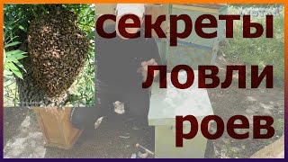 Ловушки для ловли роя