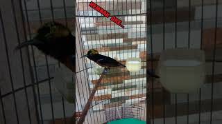 Download lagu Konin gacor shot OKE, ngebren OKE. #koningacor #kolibrininja #shorts #vino mp3