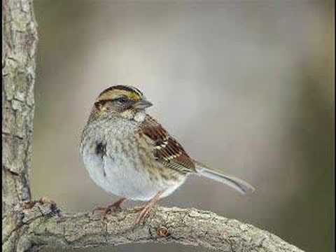 Some Are Lonely - The Shadows