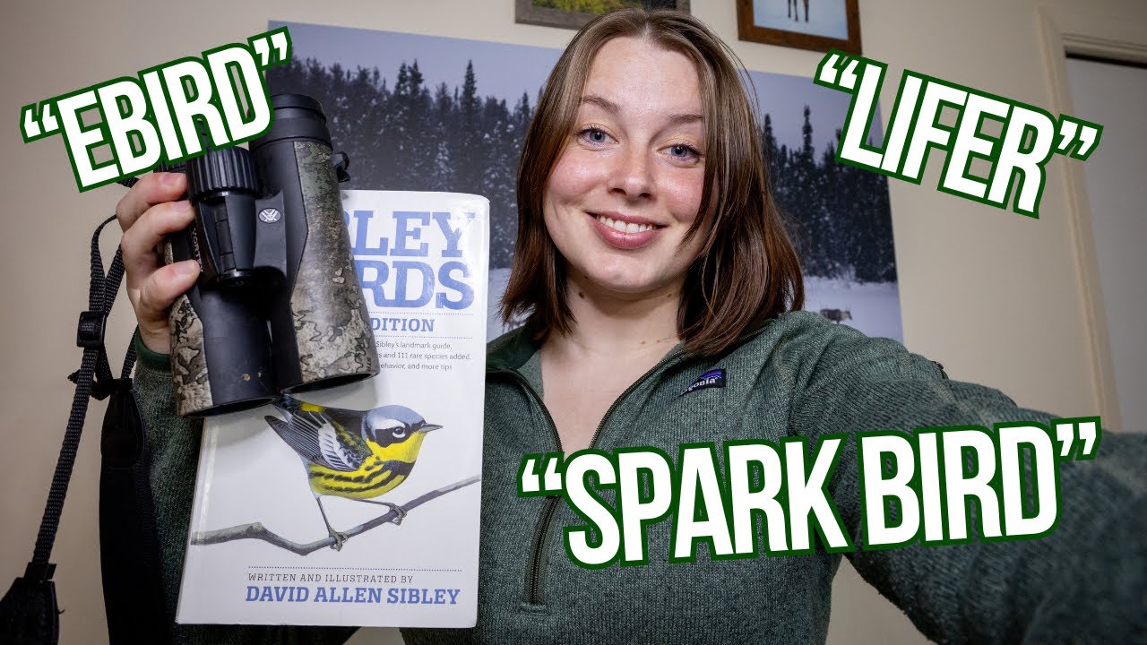 MUST-KNOW Beginner Birding Terms that EVERY birder should know!