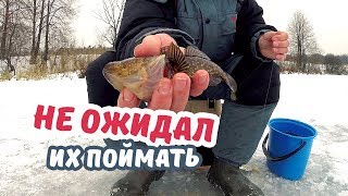 На что ловить гальянов форум