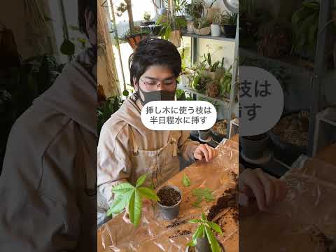 園芸 緑のトカゲ