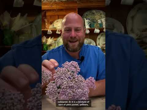 Companion planting with￼ Achillea