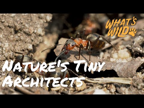 Meet The Keepers of Ecological Balance | What's Wild