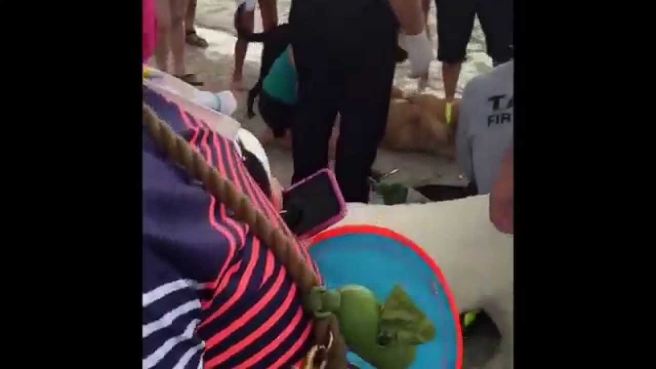 Dog rescue at Davis Islands Dog Park, Tampa