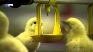 preview picture of video 'Vervoersverbod pluimvee grotendeels opgeheven, pluimveehouder in Wijhe krijgt kuikens'