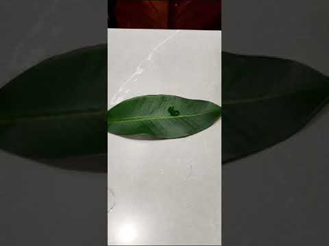 Nano Silicone Spreader