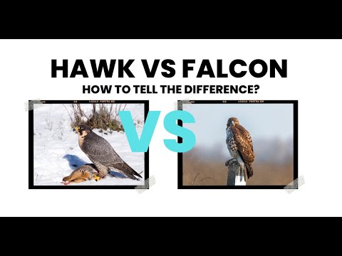 Hawk VS Falcon: Are They The Same?