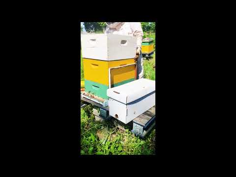 Fixing A Queenless Hive (with laying workers)