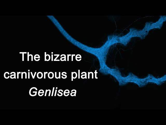 הגיית וידאו של Genlisea בשנת אנגלית