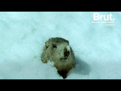 Comment les animaux hibernent