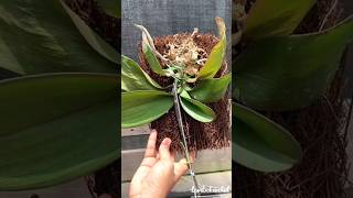 Download lagu Anggrek Bulan Layu Lakukan Treatment Seperti Ini #anggrekbulan #orchids #shorts mp3