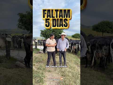 GRANDE LEILÃO ELITE⏳ FALTAM 5 DIAS! 🔥
