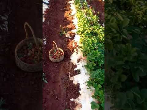 cultivo de frutilla en el Departamento de Canindeyu distrito de Francisco Caballero Alvarez