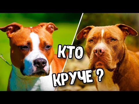 КТО КРУЧЕ ПИТБУЛЬ ИЛИ АМСТАФФ