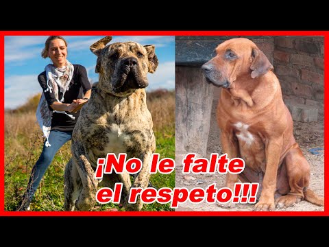 Fila BRASILEIRO (Brazilian) – FEATURES and curiosities