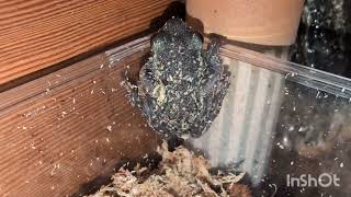 モリアオガエルのヤフ男が冬眠から覚めました。2025年3月28日 20時頃。