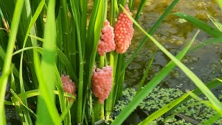 친환경 벼농사 우렁이농법! 제초제농약을 주지 않아요