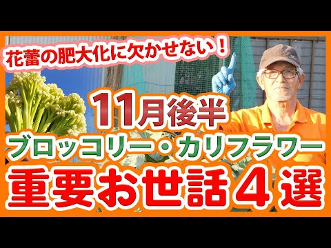 園芸 カリフラワー、生、調理済み、季節を問わず