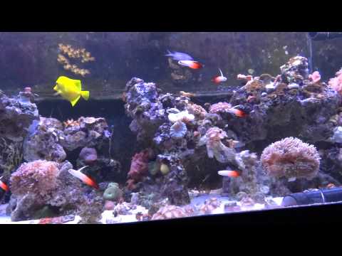 Firefish Nemateleotris magnifica group in a reef tank
