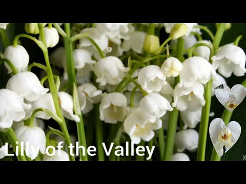 The Most Expensive Plants Flower | Flowering plants Names | @OmaimaStoryPlanet