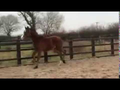 Colt by Royal Classic