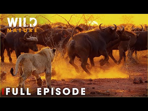 ETOSHA: The Great White Wilderness | Life Against the Dust | FULL EPISODE