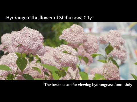 Shibukawa City, the city of Hydrangeas