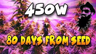 Meizhi 450w - White Widow Autoflower- Day 80 - Almost time to flush