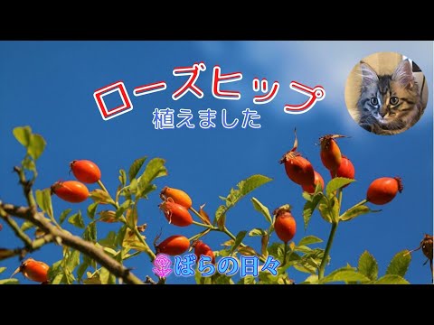 園芸 ローズヒップ、ドッグローズ