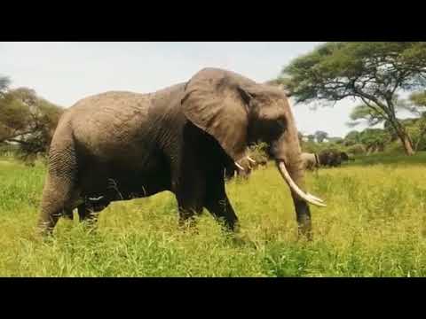 Animal video 4k full hd video nature and animals video #47 2020
