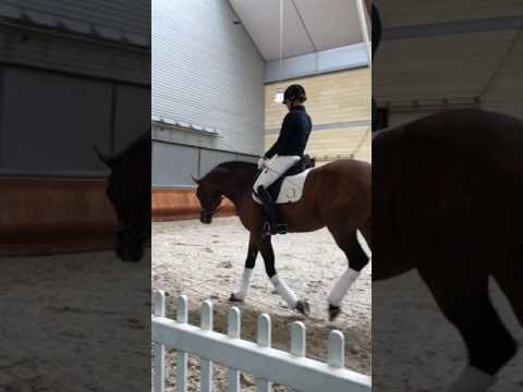 Fürst Magic v. Fürstenball-SirDonnerhall-Weltmeyer-Bolero *5.3.2011