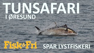 NY VIDEO: PÅ TUNSAFARI MED SPAR LYSTFISKERI