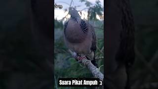 Download lagu Suara Pikat Tekukur Gacor #tekukurgacor mp3 Download lagu Suara Pikat Tekukur Gacor #tekukurgacor mp3