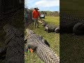 TWO MASSIVE ALLIGATORS SHOWING OFF! #shorts #alligator #wildlife #nature